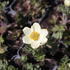 Anemone multifida 2.JPG