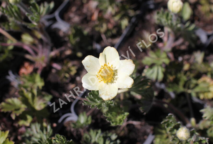 Sasanka rozeklaná - Anemone multifida