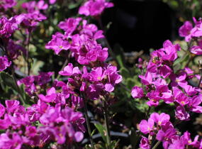 Huseník brvolistý 'Frühlingszauber' - Arabis blepharophylla 'Frühlingszauber'