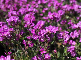 Huseník brvolistý 'Frühlingszauber' - Arabis blepharophylla 'Frühlingszauber'