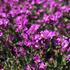 Arabis blepharophylla 'Frühlingszauber' 3.JPG