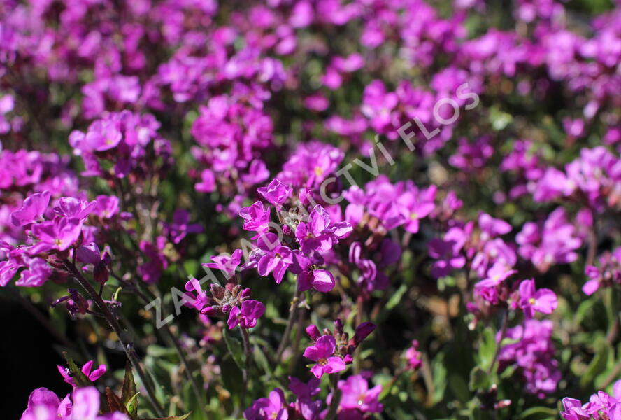 Huseník brvolistý 'Frühlingszauber' - Arabis blepharophylla 'Frühlingszauber'