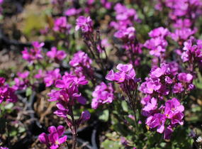 Huseník brvolistý 'Frühlingszauber' - Arabis blepharophylla 'Frühlingszauber'