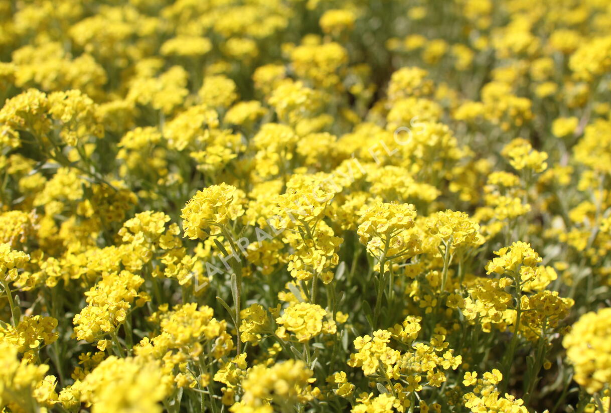 Tařice horská 'Berggold' - Alyssum montanum 'Berggold'