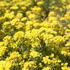 Alyssum montanum 'Berggold' 1.JPG