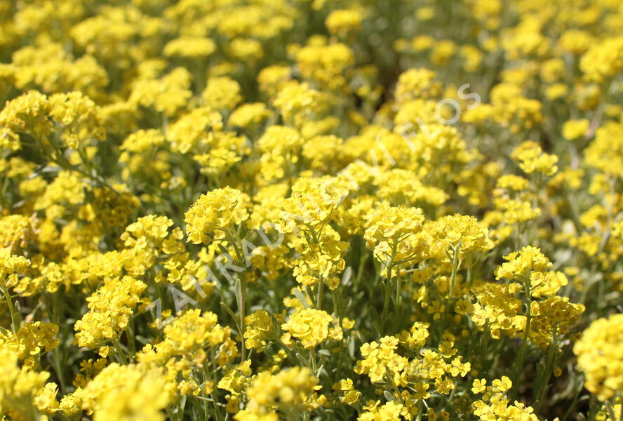 Tařice horská 'Berggold' - Alyssum montanum 'Berggold'