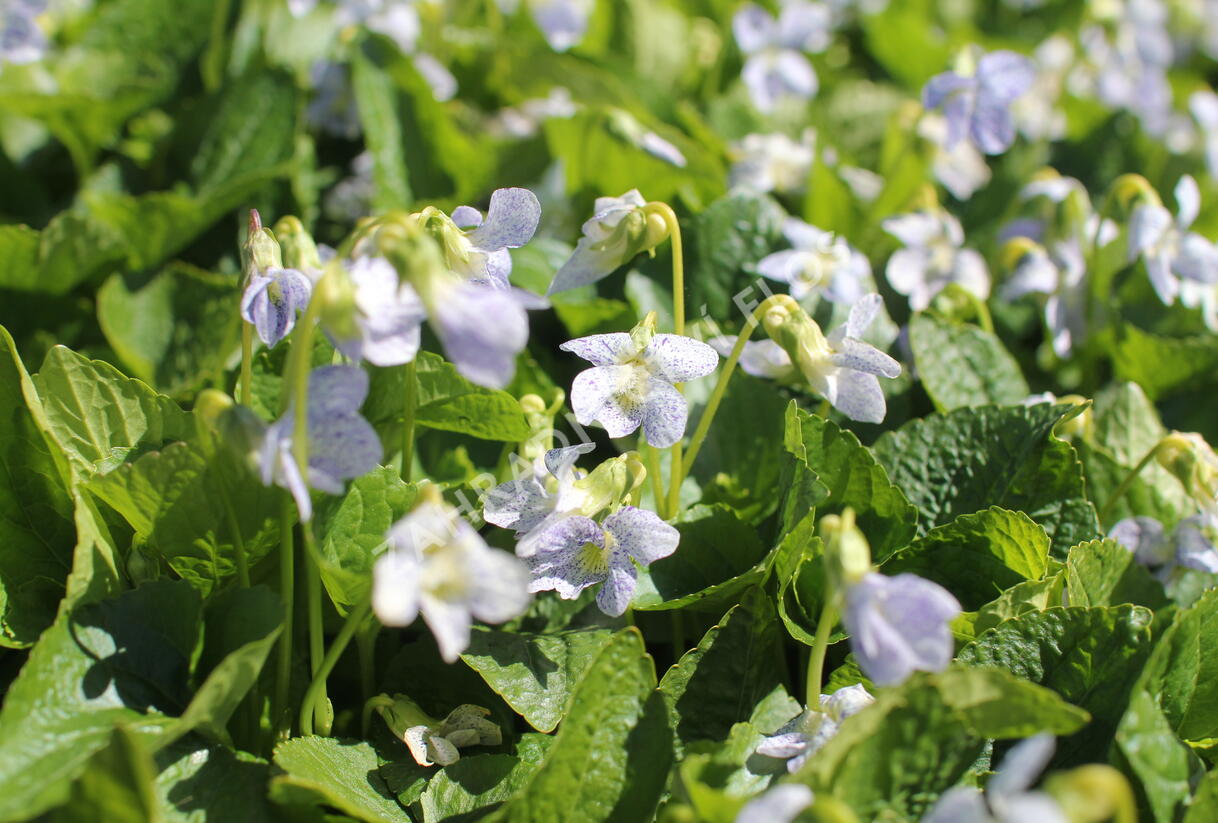 Violka sesterská 'Freckles' - Viola sororia 'Freckles'