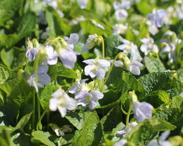 Violka sesterská 'Freckles'