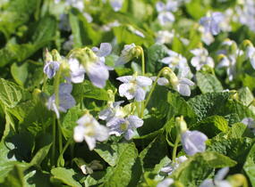 Violka sesterská 'Freckles' - Viola sororia 'Freckles'