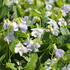 Viola sororia 'Freckles' 3.JPG