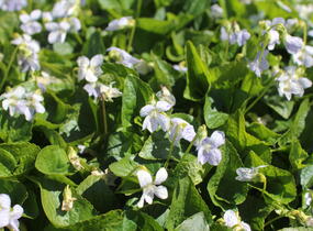 Violka sesterská 'Freckles' - Viola sororia 'Freckles'