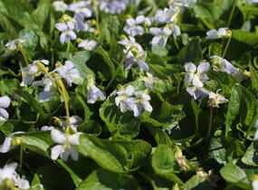 Violka sesterská 'Freckles' - Viola sororia 'Freckles'
