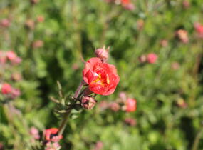Kuklík 'Tempest Scarlet' - Geum 'Tempest Scarlet'