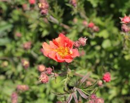 Kuklík 'Tempest Scarlet'