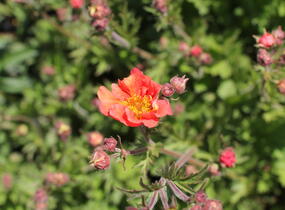 Kuklík 'Tempest Scarlet' - Geum 'Tempest Scarlet'