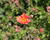 Kuklík 'Tempest Scarlet'