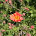 Geum 'Tempest Scarlet' 2.JPG