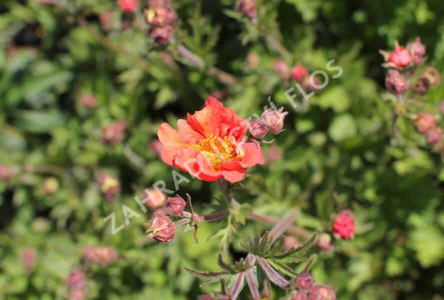 Kuklík 'Tempest Scarlet' - Geum 'Tempest Scarlet'