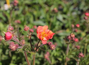 Kuklík 'Tempest Scarlet' - Geum 'Tempest Scarlet'