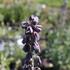 Fritillaria persica 'Twin Towrs Tribute' 1.JPG