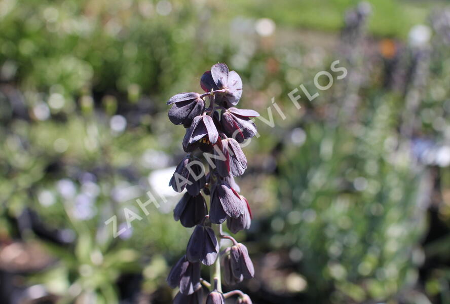 Řebčík perský 'Twin Towrs Tribute' - Fritillaria persica 'Twin Towrs Tribute'