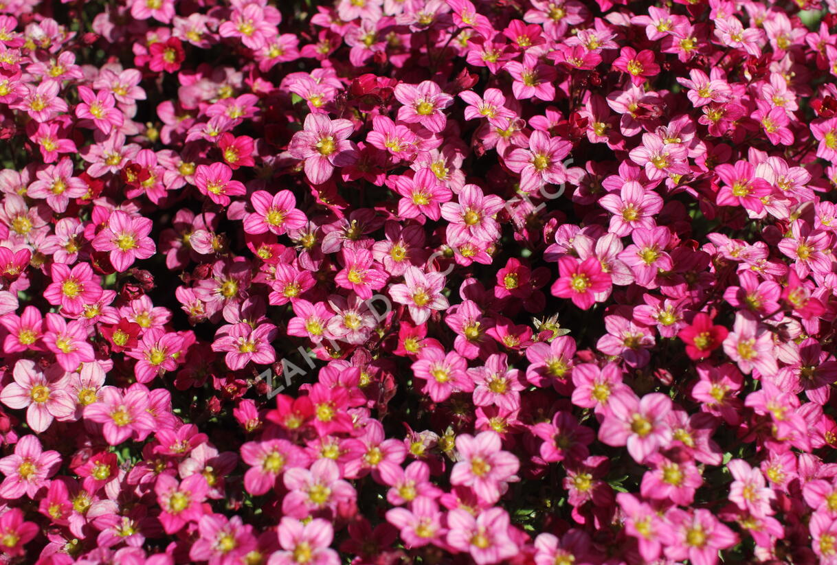 Lomikámen arendsův 'Alpino Early Rose' - Saxifraga x arendsii 'Alpino Early Rose'