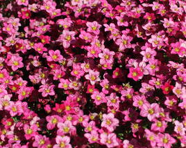 Lomikámen arendsův 'Alpino Early Rose'