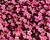 Lomikámen arendsův 'Alpino Early Rose'