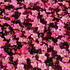 Saxifraga x arendsii 'Alpino Early Rose' 1.JPG