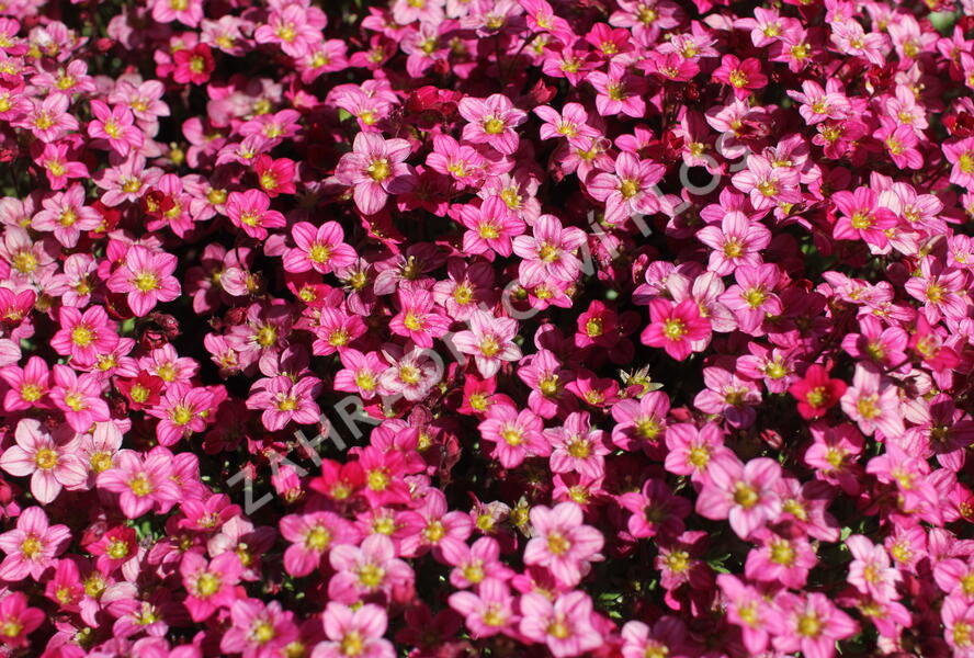 Lomikámen arendsův 'Alpino Early Rose' - Saxifraga x arendsii 'Alpino Early Rose'