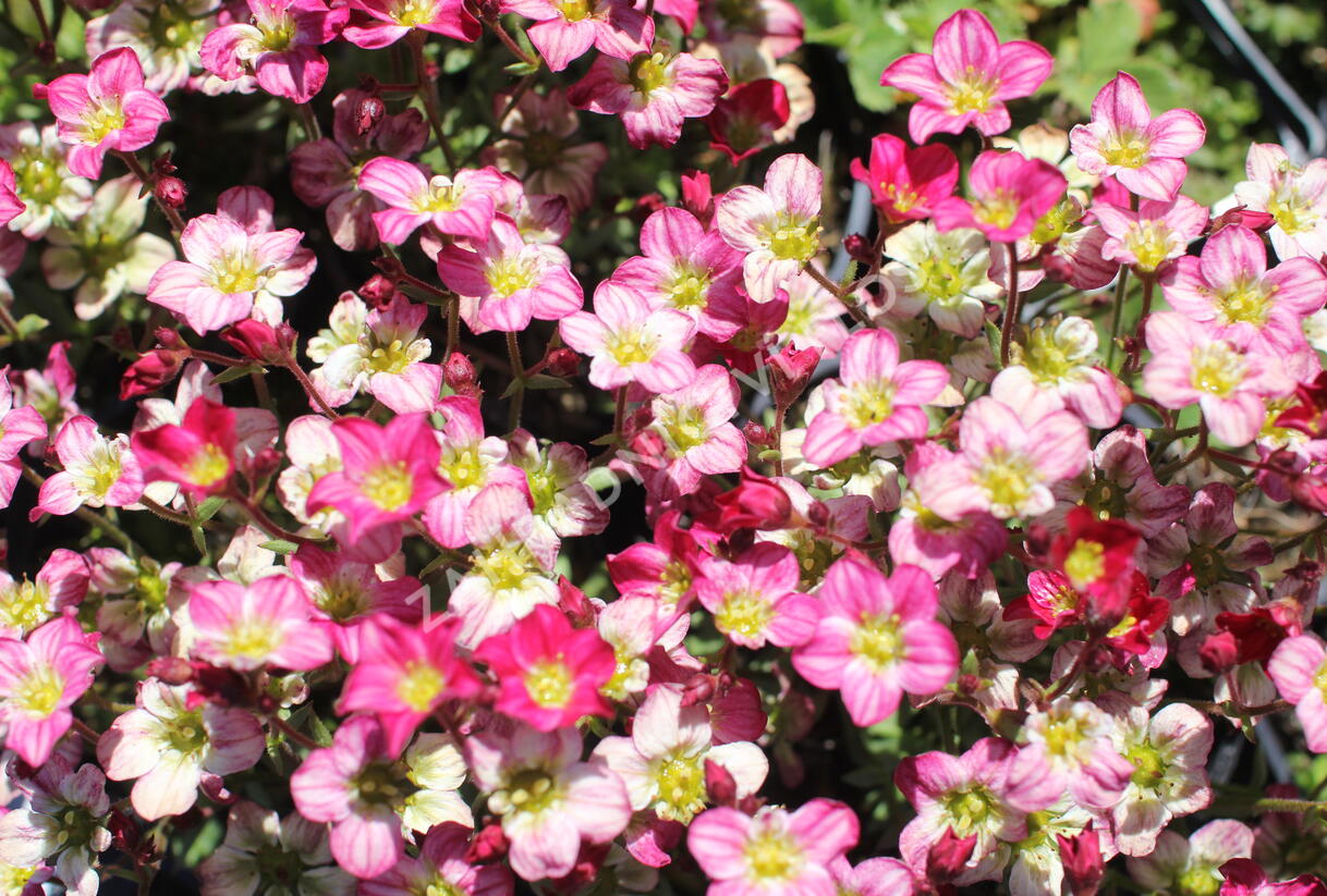 Lomikámen arendsův 'Alpino Early Picotee' - Saxifraga x arendsii 'Alpino Early Picotee'