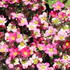 Saxifraga x arendsii 'Alpino Early Picotee' 1.JPG