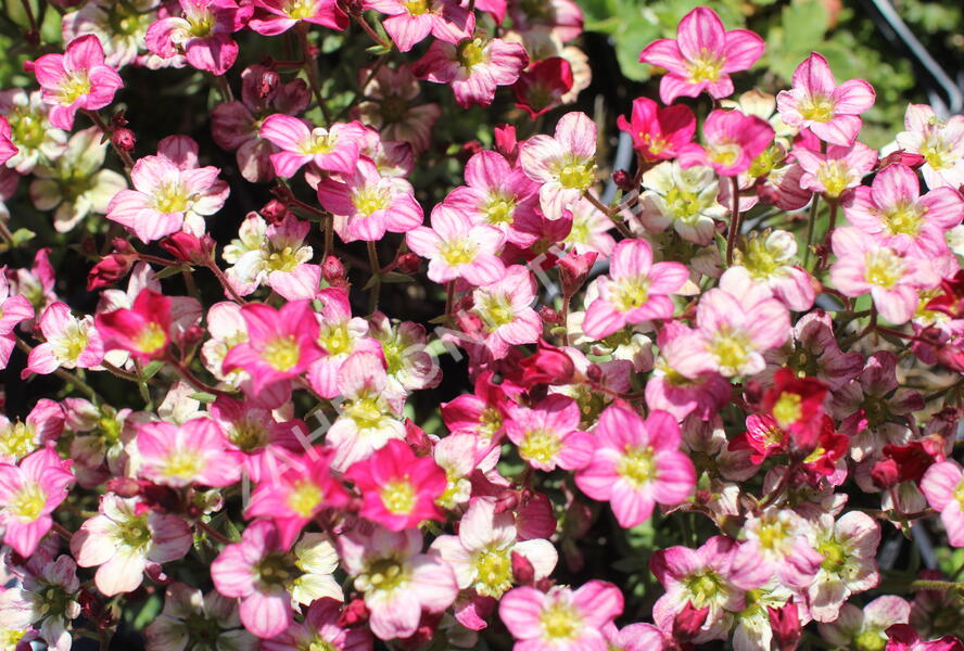 Lomikámen arendsův 'Alpino Early Picotee' - Saxifraga x arendsii 'Alpino Early Picotee'