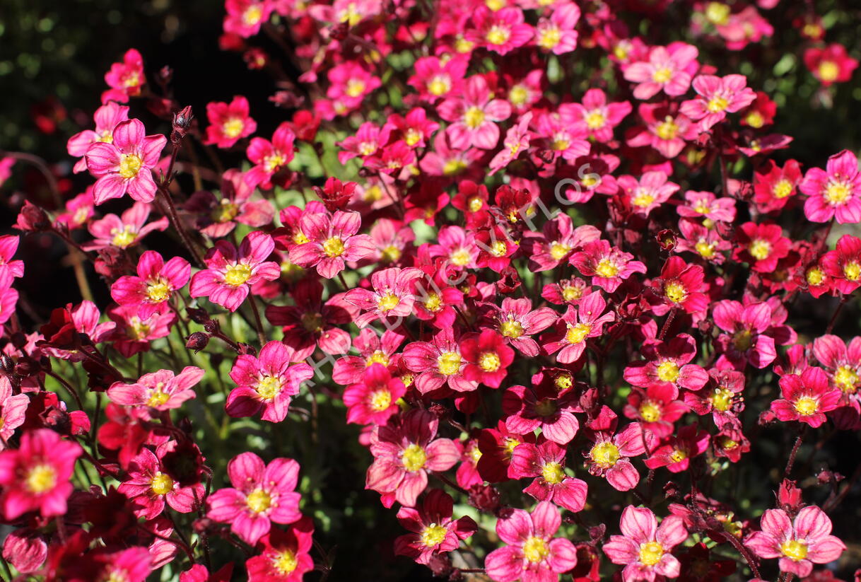 Lomikámen arendsův 'Alpino Early Deep Red' - Saxifraga x arendsii 'Alpino Early Deep Red'