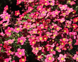 Lomikámen arendsův 'Alpino Early Deep Red'