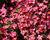 Lomikámen arendsův 'Alpino Early Deep Red'