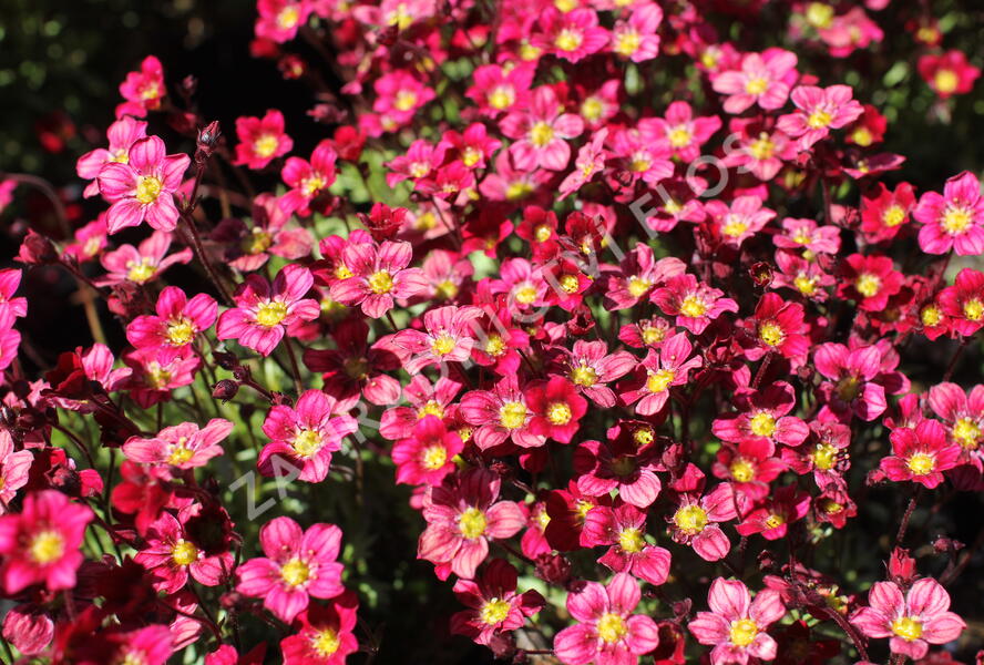Lomikámen arendsův 'Alpino Early Deep Red' - Saxifraga x arendsii 'Alpino Early Deep Red'