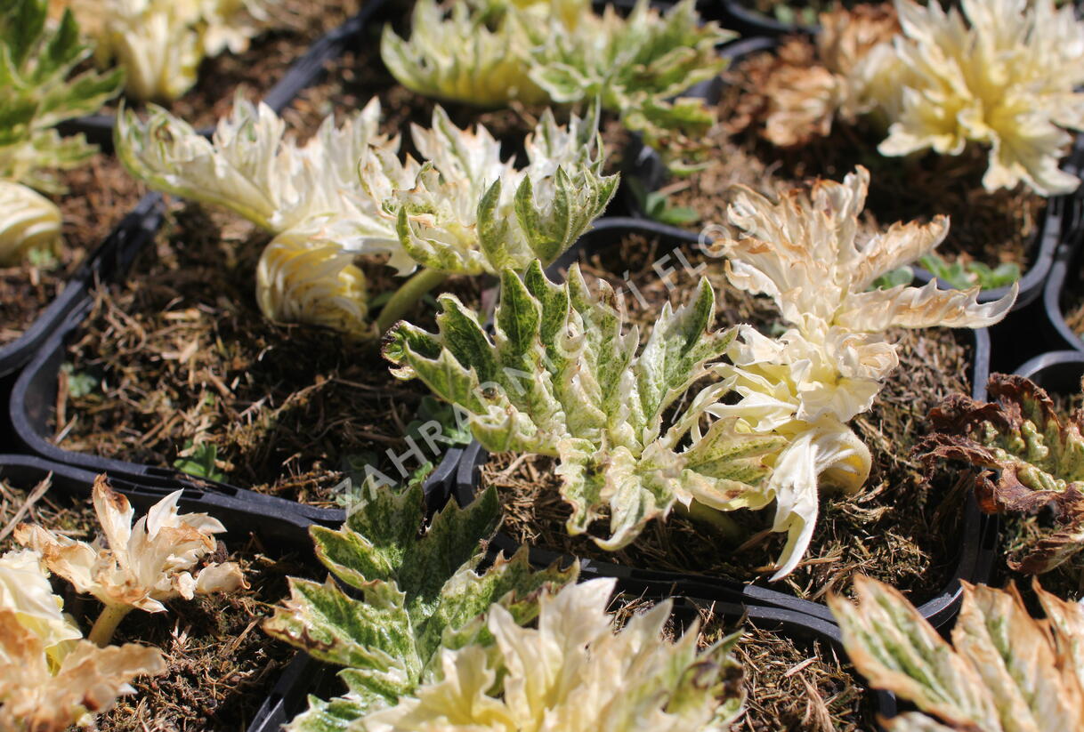 Paznehtník měkký 'Snow Storm' - Acanthus mollis 'Snow Storm'