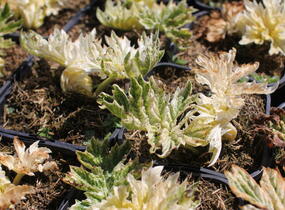 Paznehtník měkký 'Snow Storm' - Acanthus mollis 'Snow Storm'
