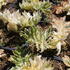 Acanthus mollis 'Snow Storm' 1.JPG