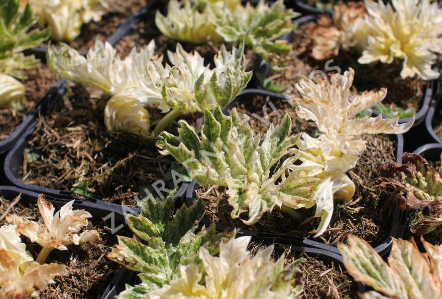 Paznehtník měkký 'Snow Storm' - Acanthus mollis 'Snow Storm'