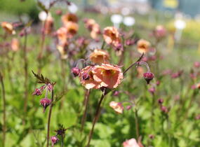 Kuklík 'Mai Tai' - Geum 'Mai Tai'