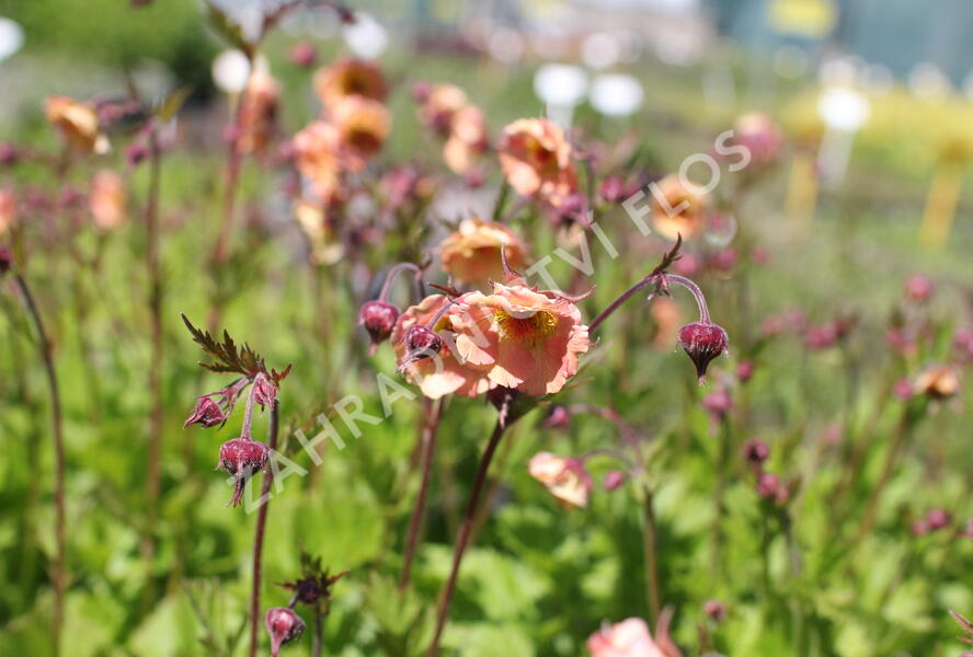 Kuklík 'Mai Tai' - Geum 'Mai Tai'