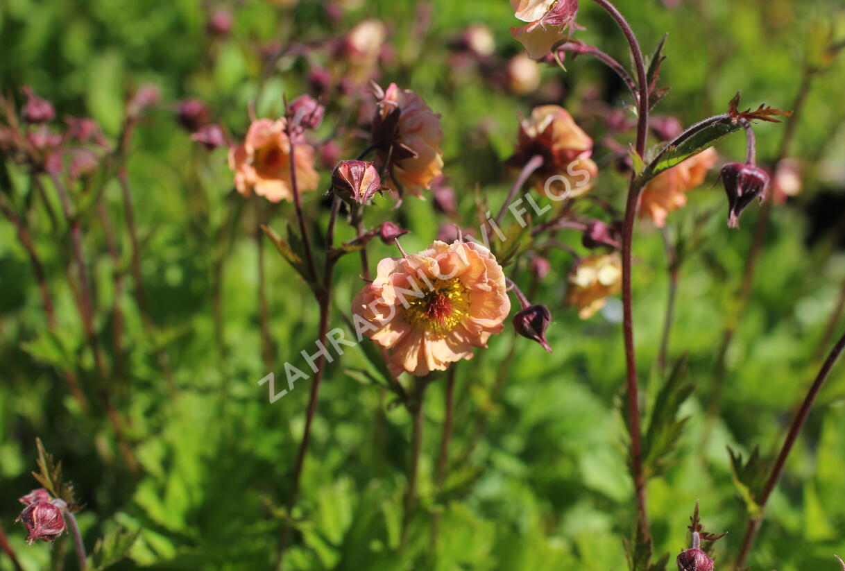 Kuklík 'Mai Tai' - Geum 'Mai Tai'