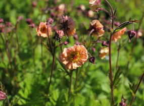 Kuklík 'Mai Tai' - Geum 'Mai Tai'