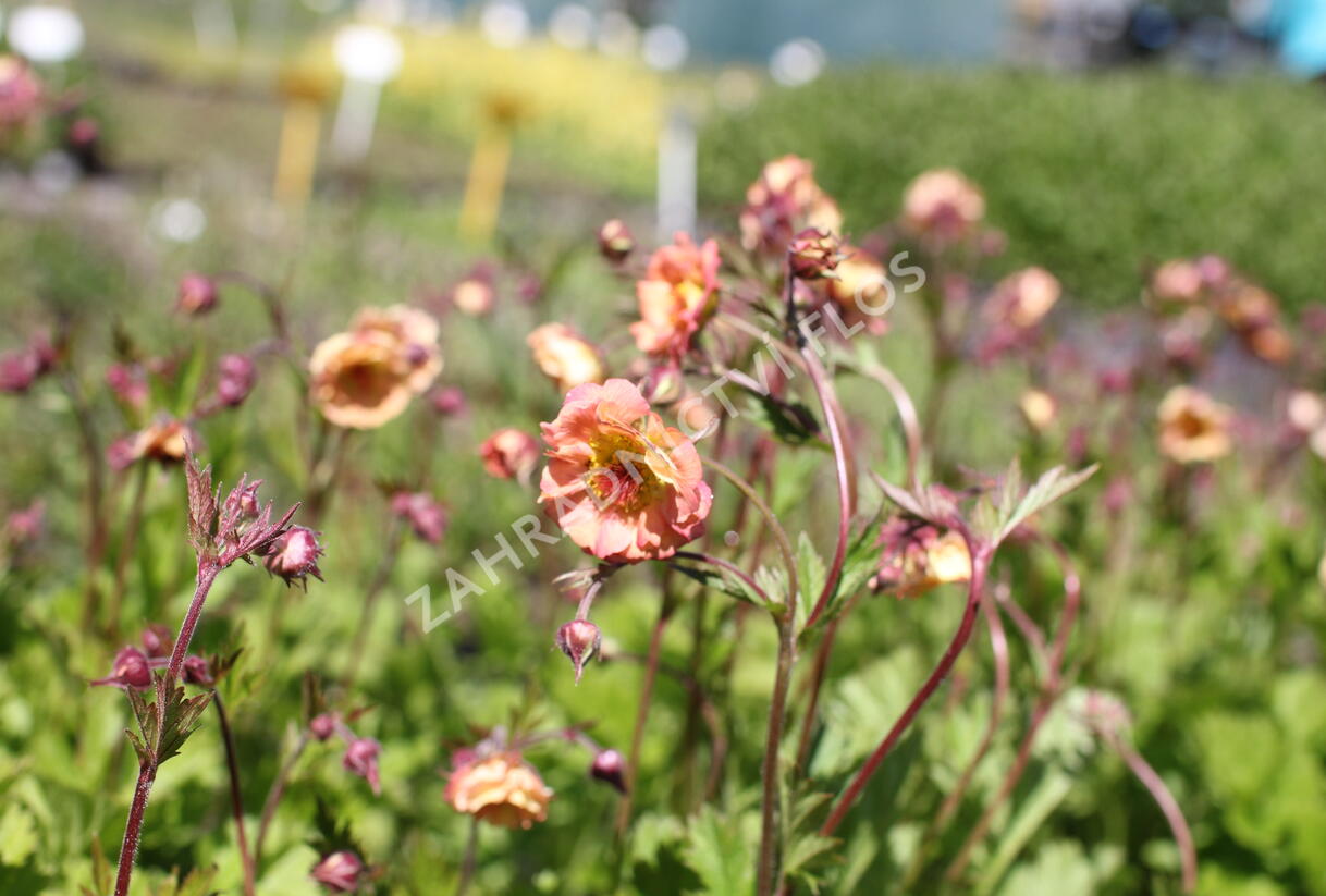 Kuklík 'Mai Tai' - Geum 'Mai Tai'