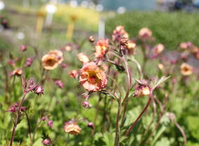 Kuklík 'Mai Tai' - Geum 'Mai Tai'