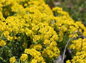 Pryšec chvojka 'Tall Boy' - Euphorbia cyparissias 'Tall Boy'