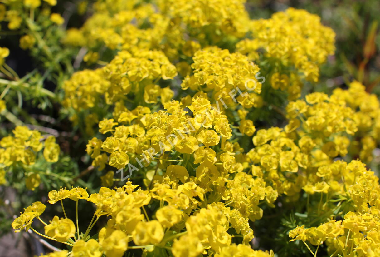 Pryšec chvojka 'Tall Boy' - Euphorbia cyparissias 'Tall Boy'