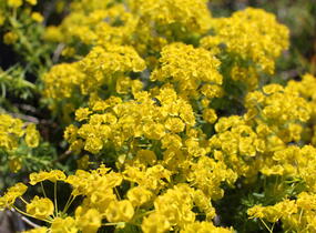 Pryšec chvojka 'Tall Boy' - Euphorbia cyparissias 'Tall Boy'